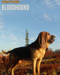 The Hunter: Call of the Wild - Bloodhound theHunter: Call of the Wild - Bloodhound